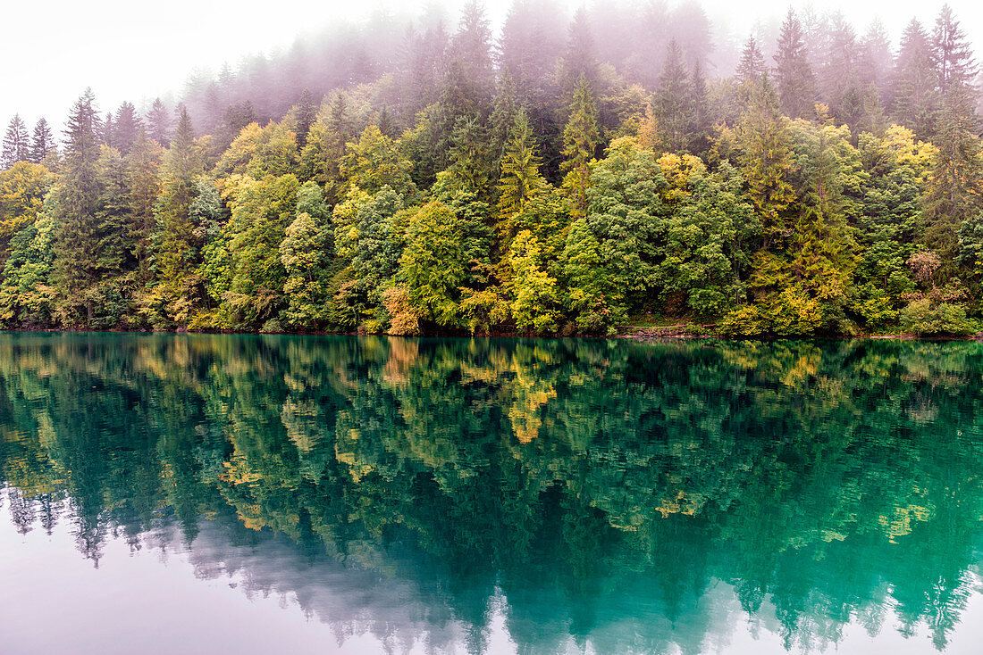 Italy, Trentino Alto Adige, Non valley, reflection of autumn trees Tovel Lake