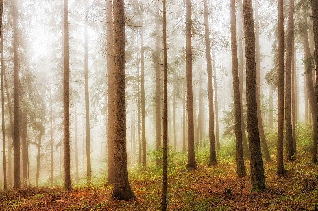 italy, trentino Alto Adige, Non valley, fog in forest.