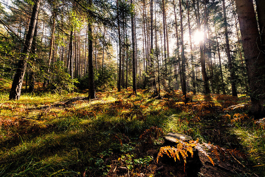 italy, trentino Alto Adige, Non valley, light in forest in a autumn day.