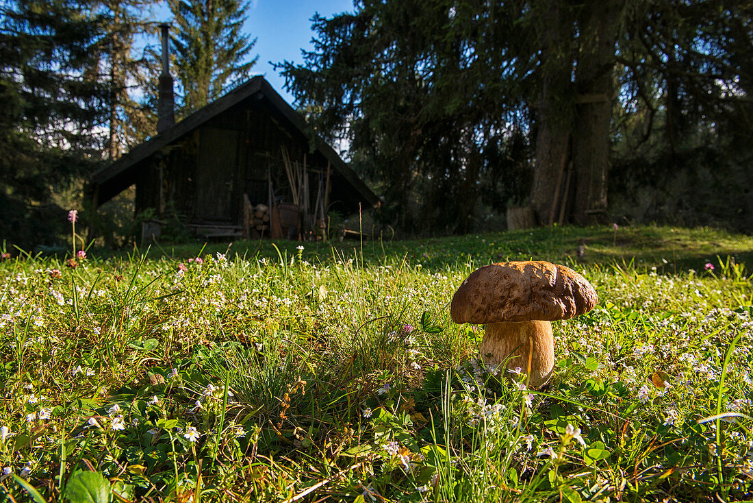 Italy, Trentino Alto Adige, Non Valley, Pennyâ€“bun Bolete grew near a typical hut Dolomites.