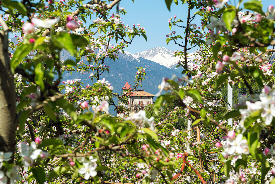 Italy, Trentino Alto Adige, Non valley, apple flowering at Casez castle.