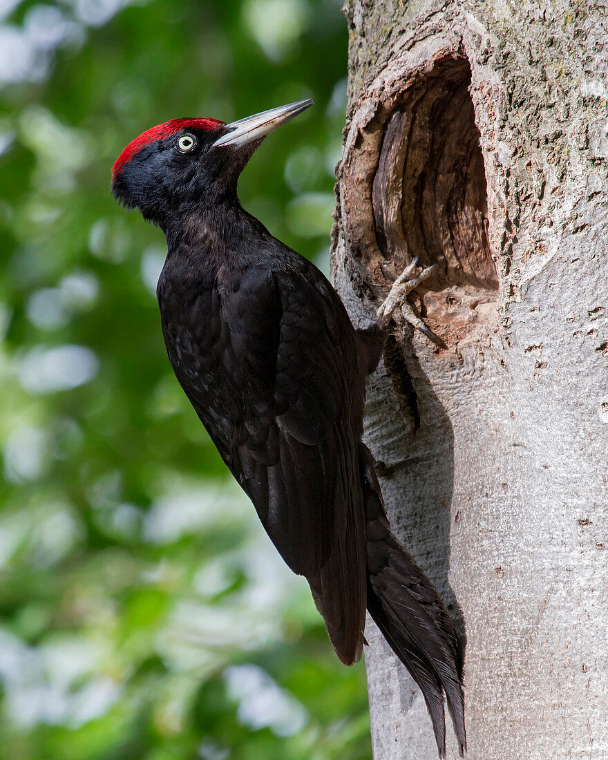 Adamello Natural Park, Lombardy, Italy.Black woodpecker