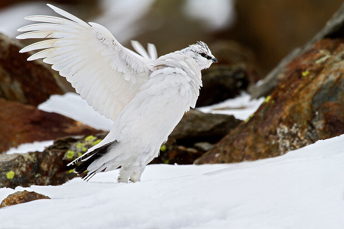 Stelvio National Park, Lombardy, Italy.Ptarmigan