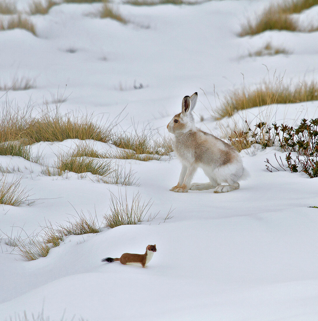 Stelvio National Park, Lombardy, Italy.Hare