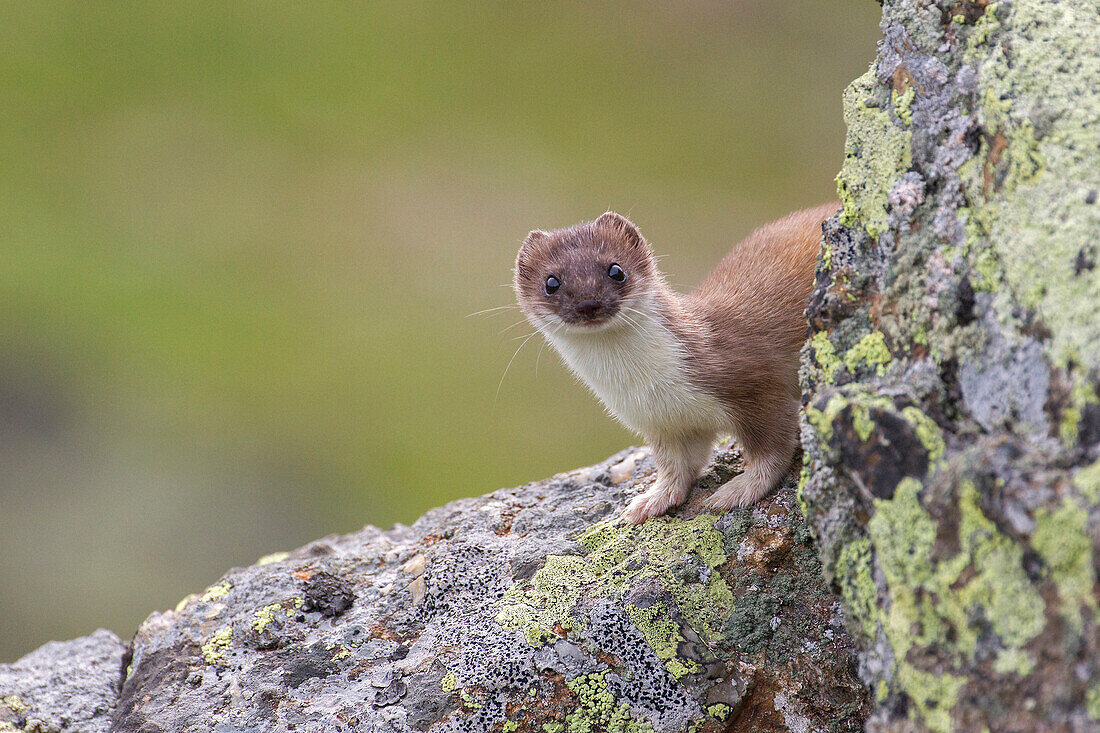 Stelvio National Park, Lombardy, Italy.Ermine