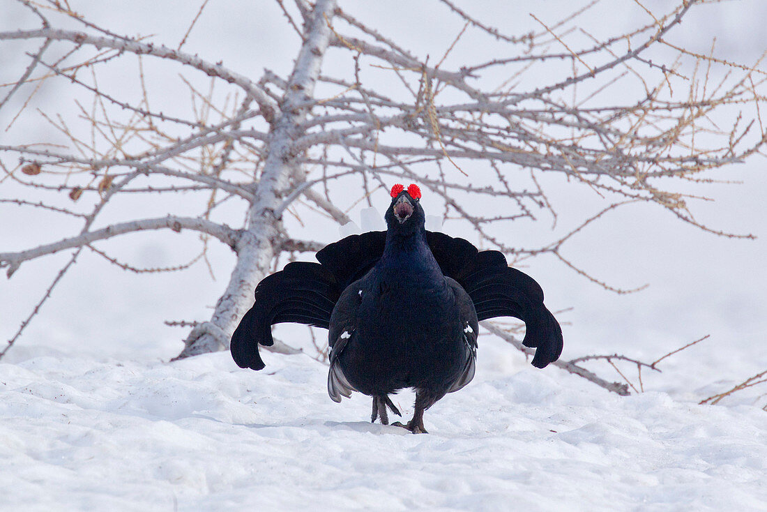 Stelvio National Park, Lombardy, Italy.Grouse