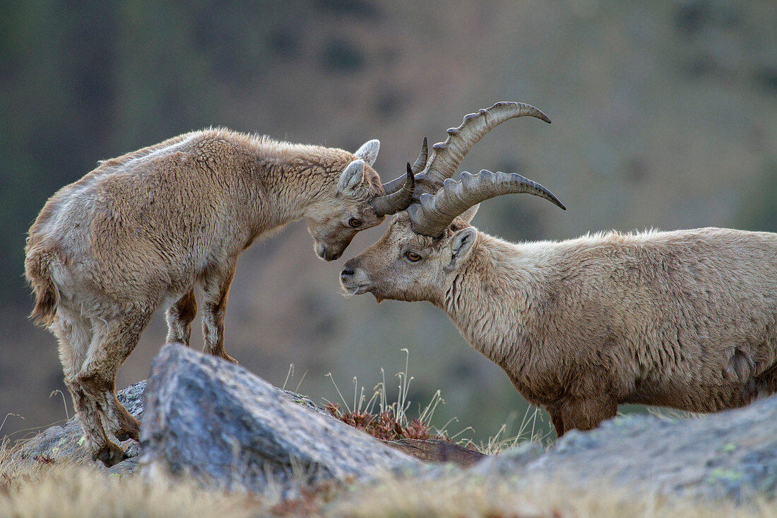 Stelvio National Park, Lombardy, Italy.Ibex