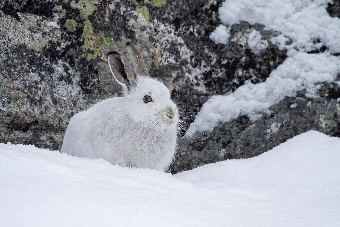 Stelvio National Park, Lombardy, Italy.Hare