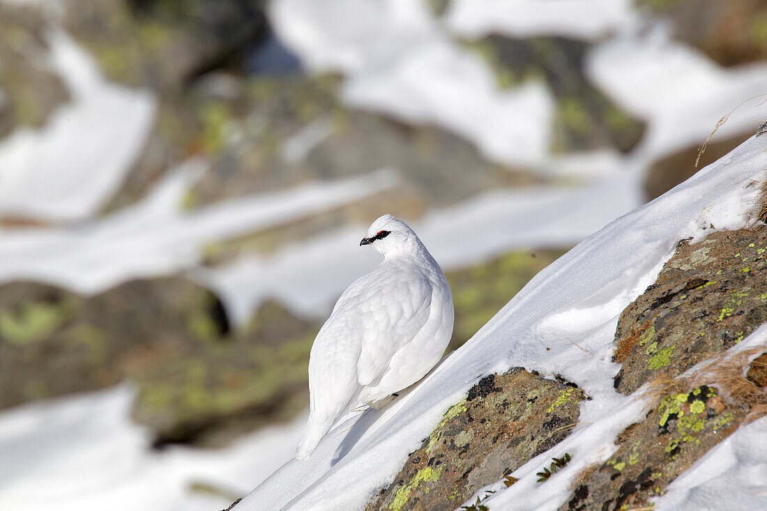 Stelvio National Park, Lombardy, Italy.Ptarmigan