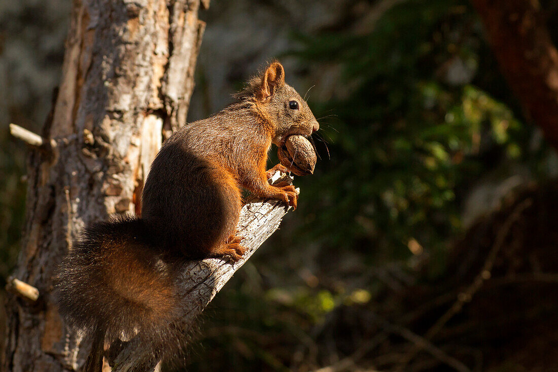 Adamello Natural Park, Lombardy, Italy.Squirrel