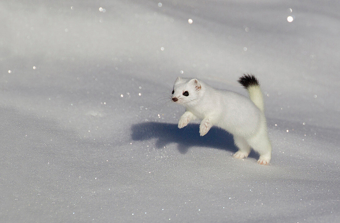 Stelvio National Park, Lombardy, Italy.Ermine