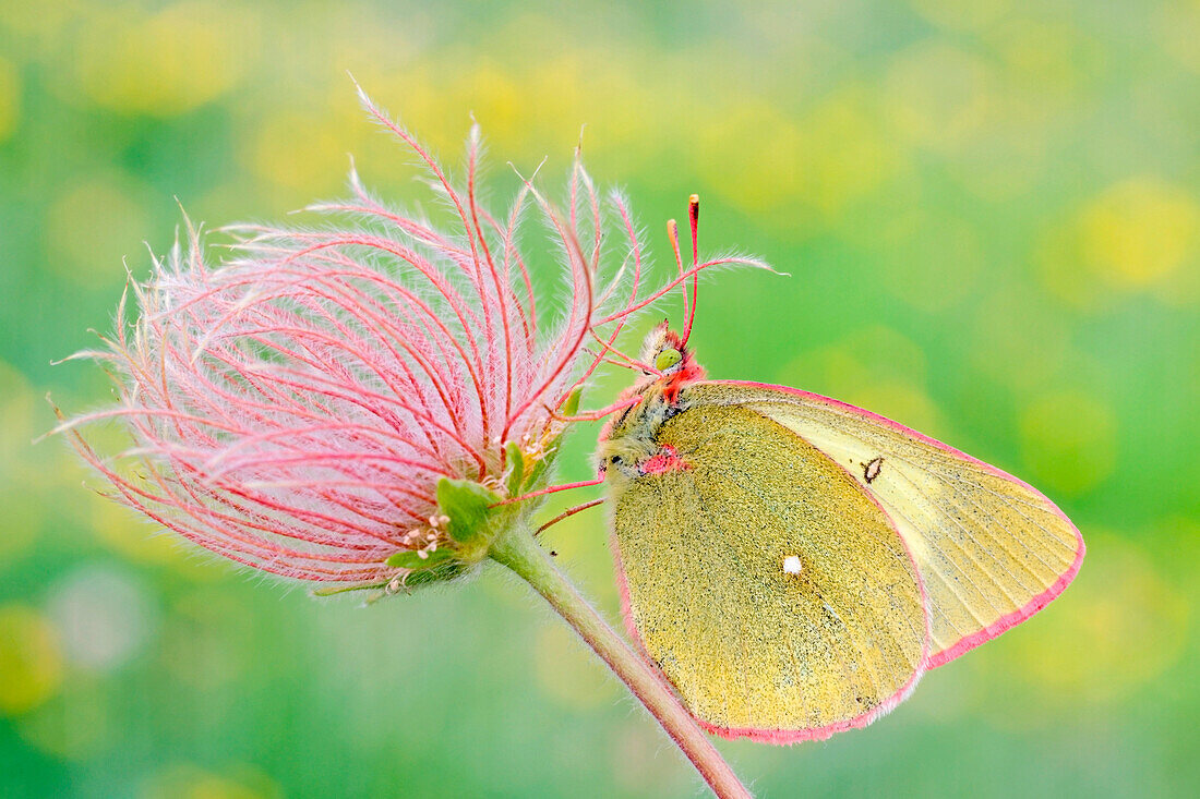 Colias palaeno, Little St Bernard Pass, RhÃ´ne-Alpes, France