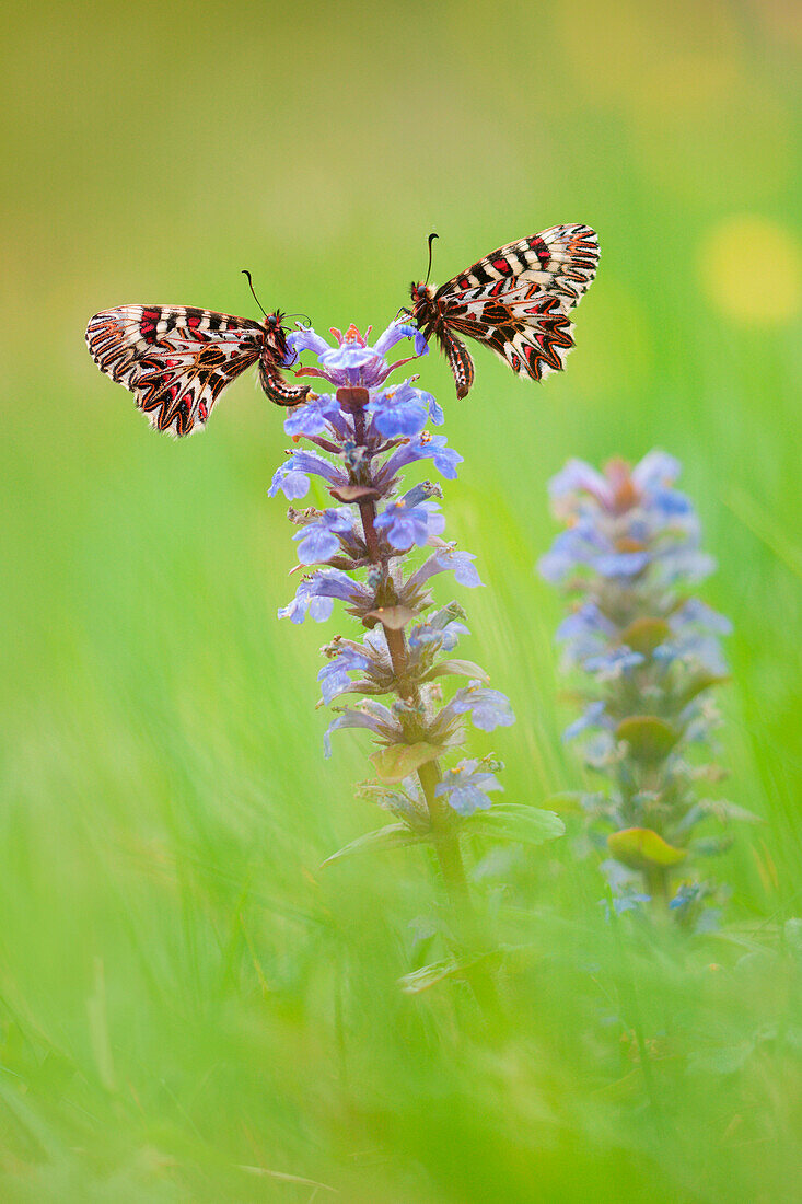 Zerynthia polyxena, Casareggio, Liguria, Italy