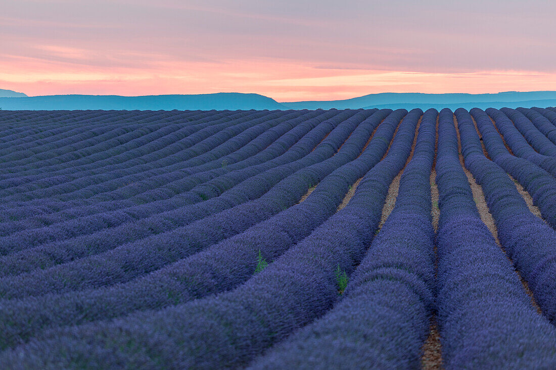 Valensole Plateau, Provence, France. Sunset in a lavender field in bloom, full of purple flowers.