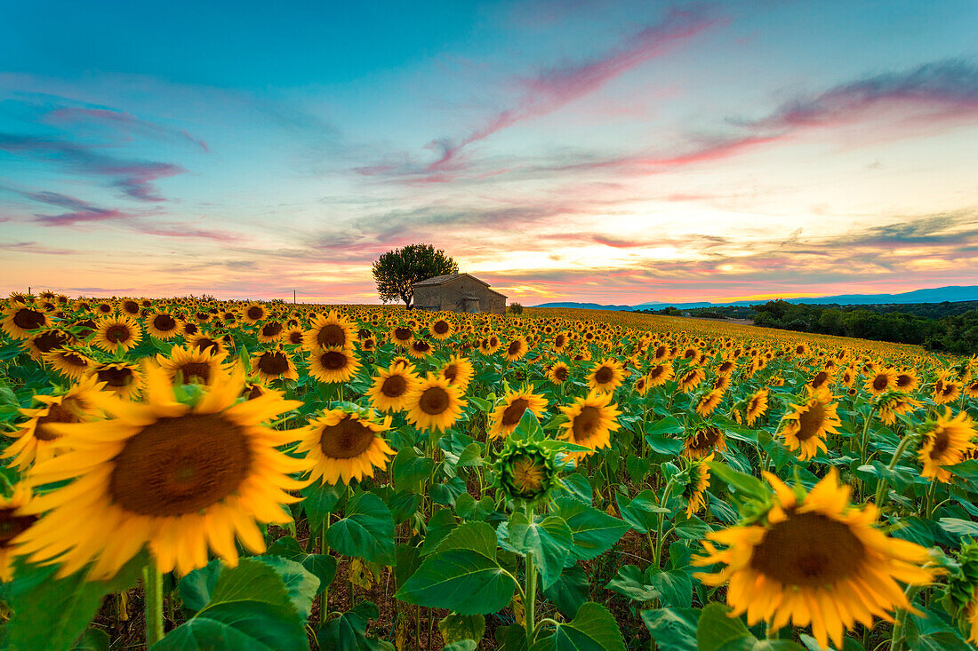Valensole Plateau, Provence, France. Field full of sunflowers at sunset, lonely farmhouse