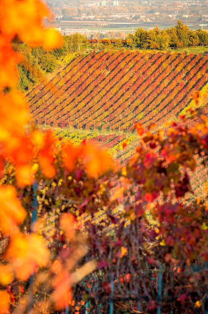 Castelvetro di Modena, Emilia Romagna, Italy. vineyards in Autumn