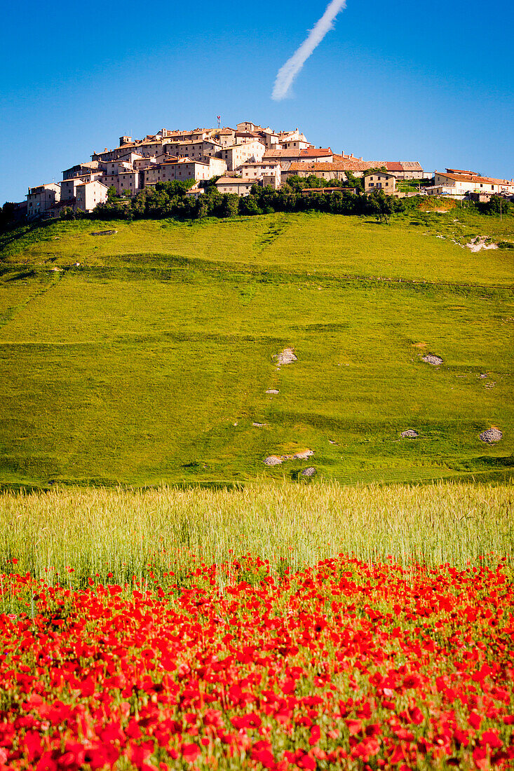Castelluccio di Norcia, Umbria, Italy. Piana Grande Valley landscape full of flowers with Monte Vettore in background