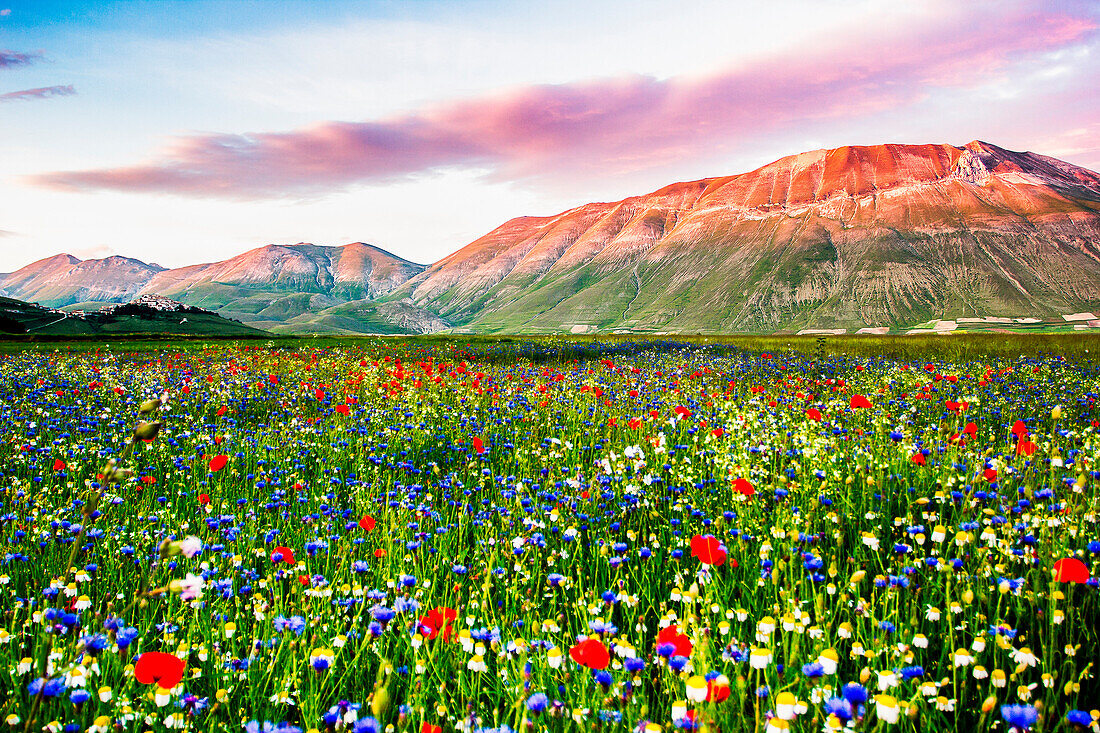 Castelluccio di Norcia, Umbria, Italy. Piana Grande Valley landscape full of flowers with Monte Vettore in background