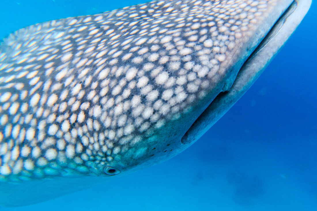 Whale shark in the Philippines, Oslob