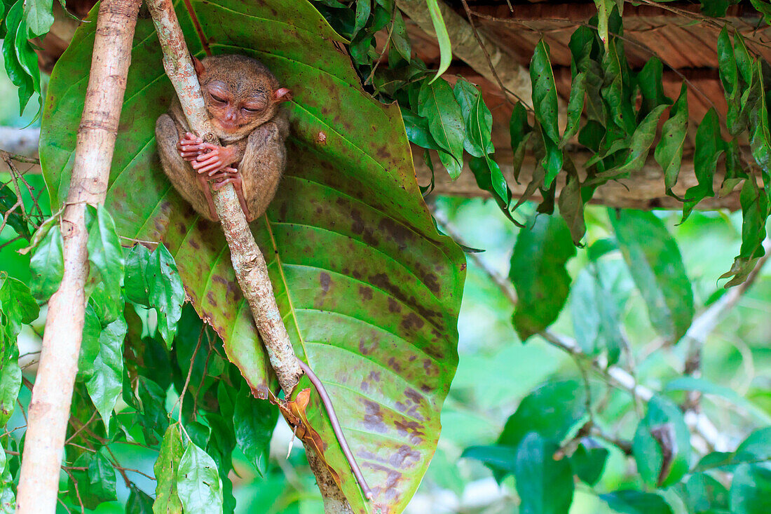 Tarsier in Cebu, Philippines- Tarsius Syrichta