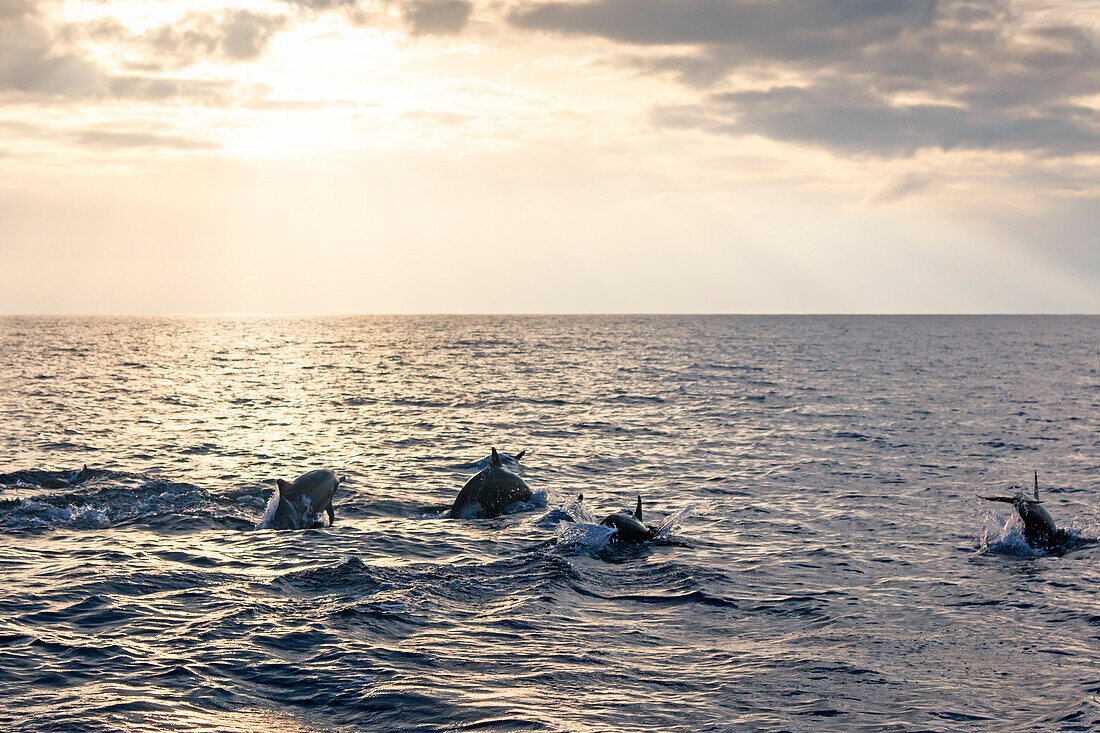 Beautiful dolphins swimming at sunrise, Philippines