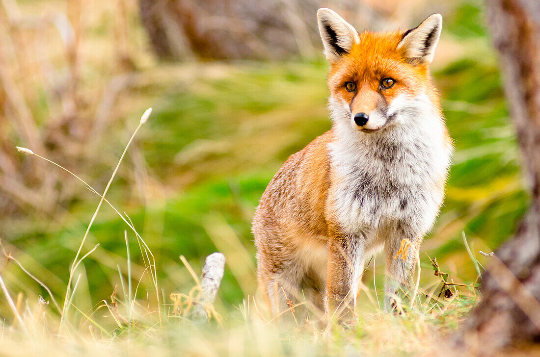 A fox in the undergrowth, in autumn. (Orco Valley, Gran Paradiso National Park, Piedmont, Italy)