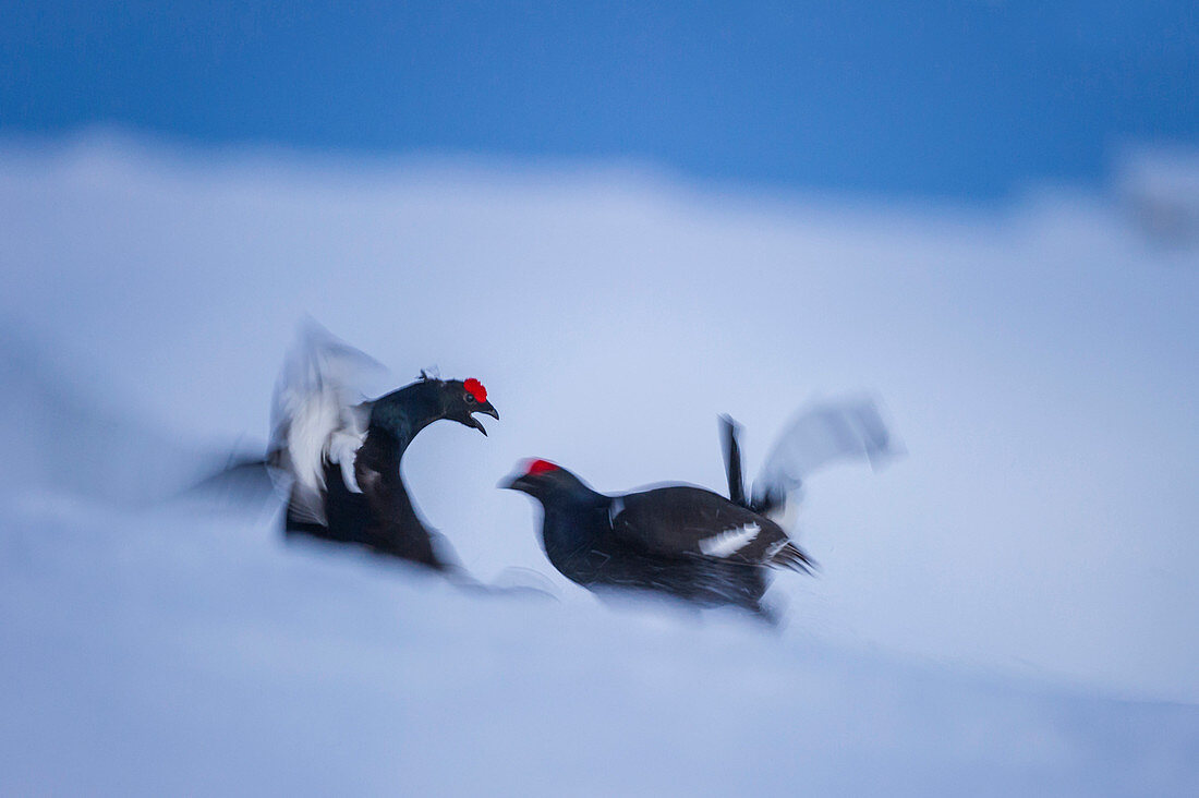 black grouse on the snow, Trentino Alto-Adige, Italy