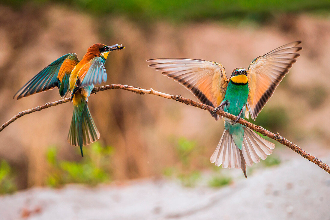 Bee-eater, Trentino Alto-Adige, Italy