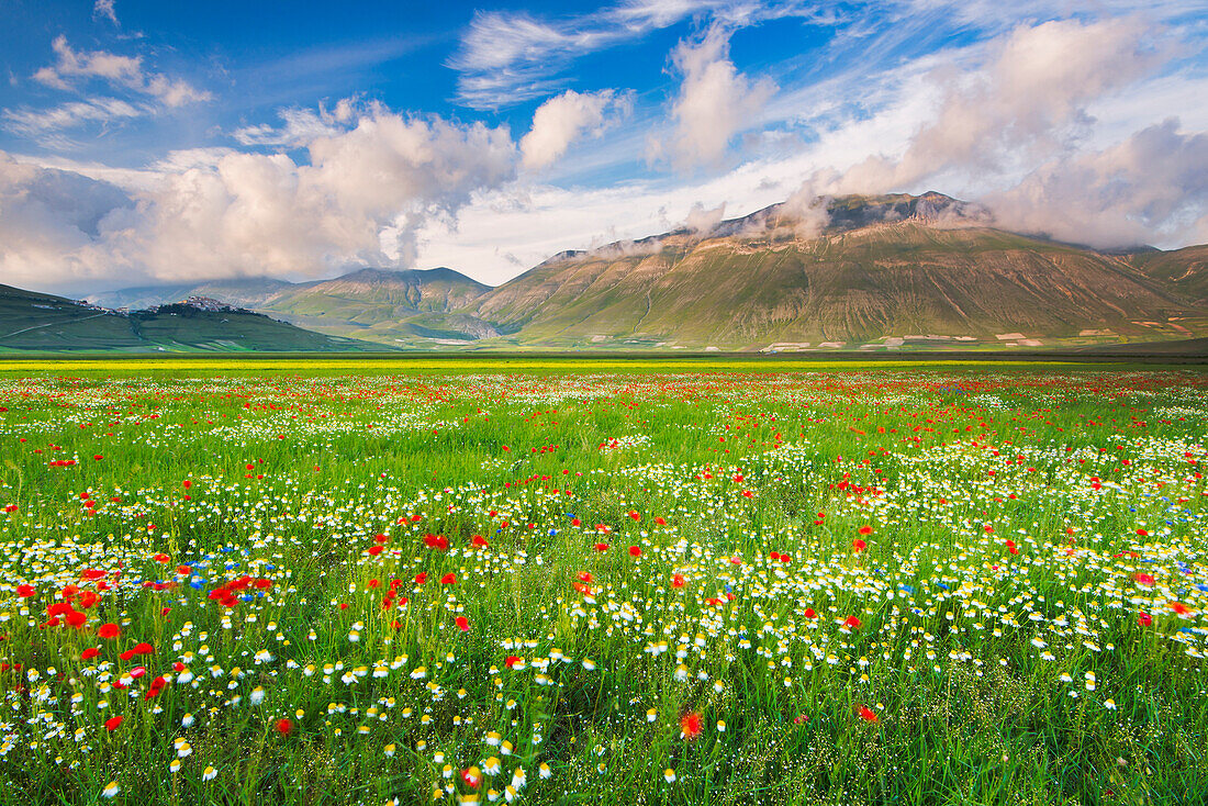 Italy, umbria, Perugia district, Castelluccio di Norcia - flowering of Pian Grande