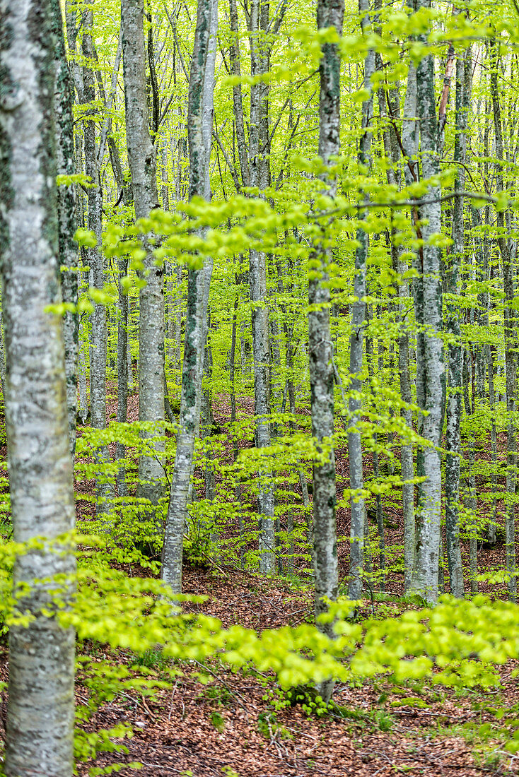 Forest in Autumn, Foreste Casentinesi NP, Emilia Romagna district, Italy