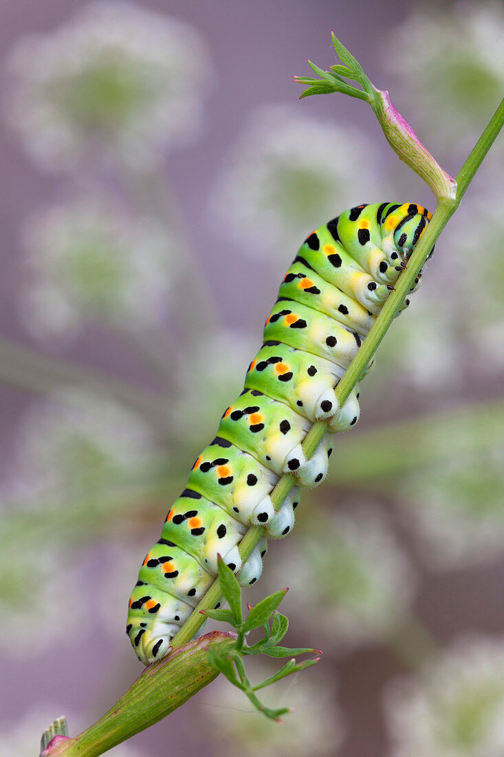 Caterpillar of swallowtail (Papilio machaon) on Umbellifers