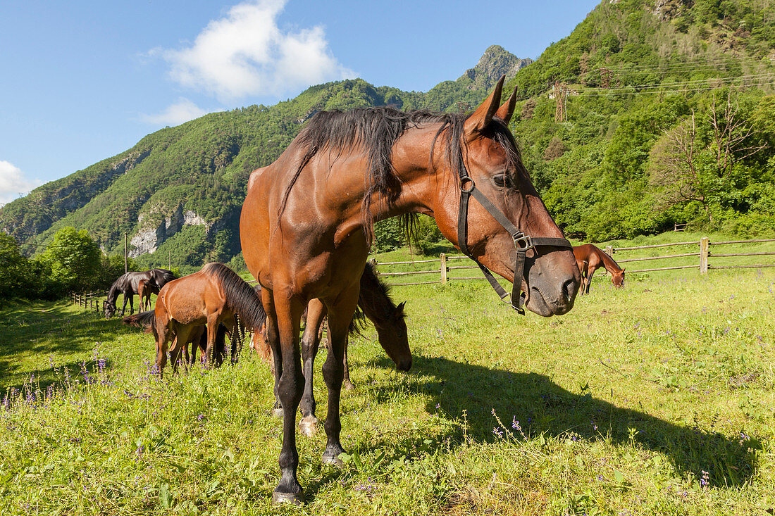 Salet, Center of Equestrian Selection, Sedico, Veneto. Maremmani horses grazing in the area of forestry center