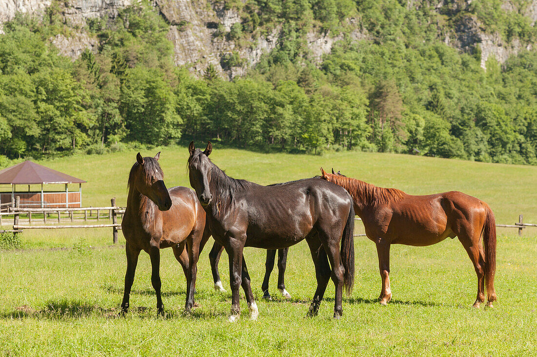 Sedico, Belluno, Veneto, Italy. Forestry center of Case Salet. Maremmani horses grazing.