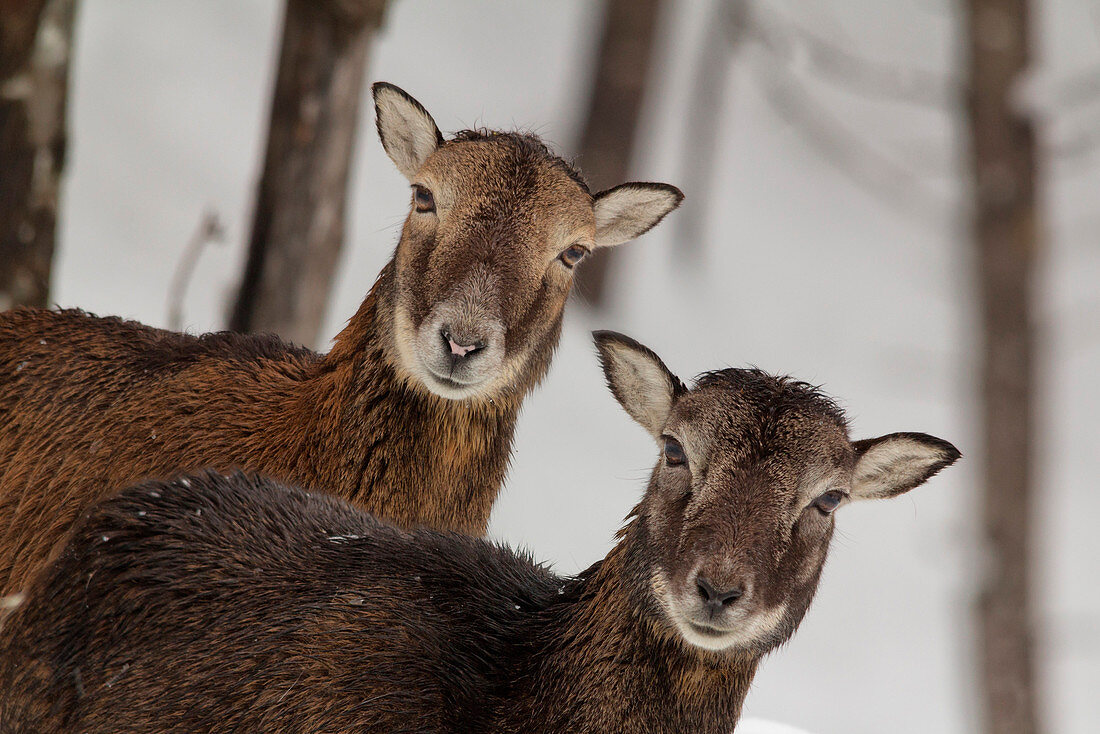 Couple female mouflon curious look between the trees on a winter morning in the Dolomites.