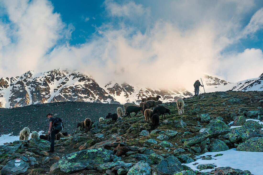 SenalesSchnals, South Tyrol, Italy. Since thousands of years the shepherd brings the sheep on the Giogo Basso (3016m) and to the summer pastures behind the Oetz ValleyIn Background the Fineilspitze.