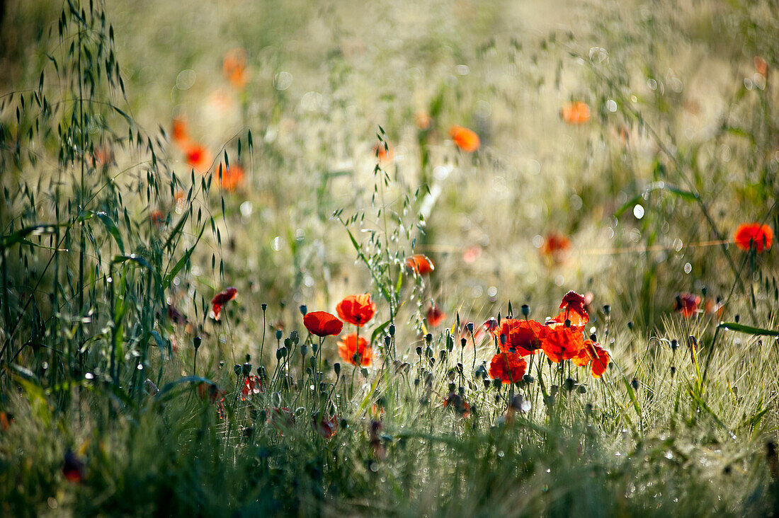 Poppies in a field near the village of Navelli