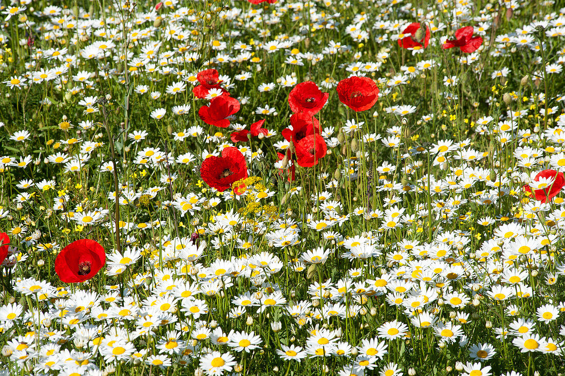 Poppies in a field near San Stevano di Sessanio