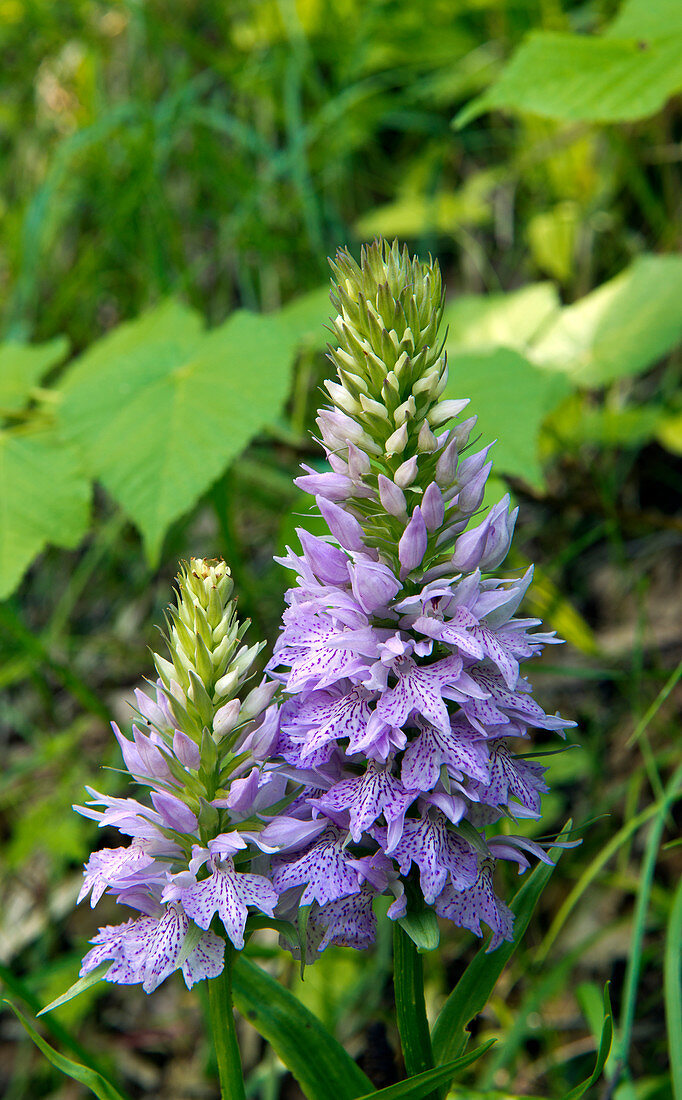 Wild orchids flower in Spring on the alpine meadows of the Campo Imperatore