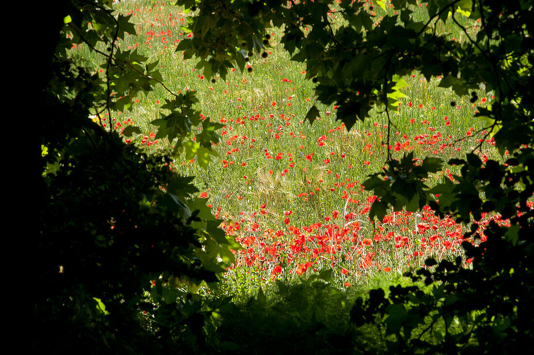 Poppie fields near Raiano