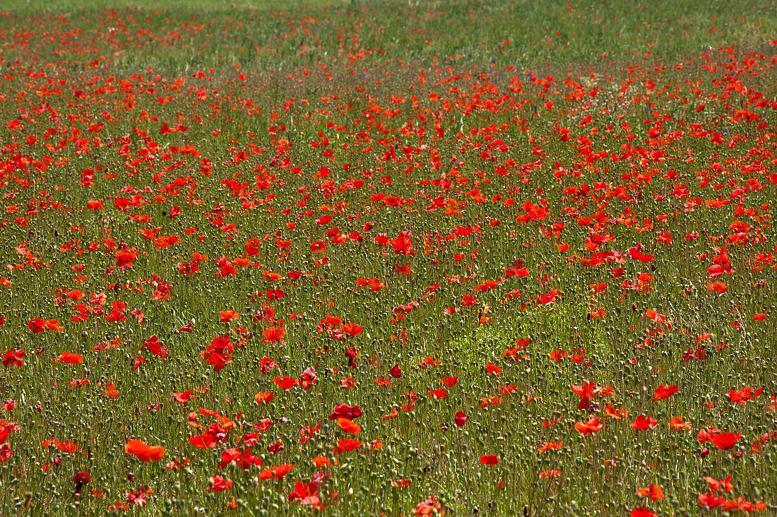 Poppie fields near Raiano