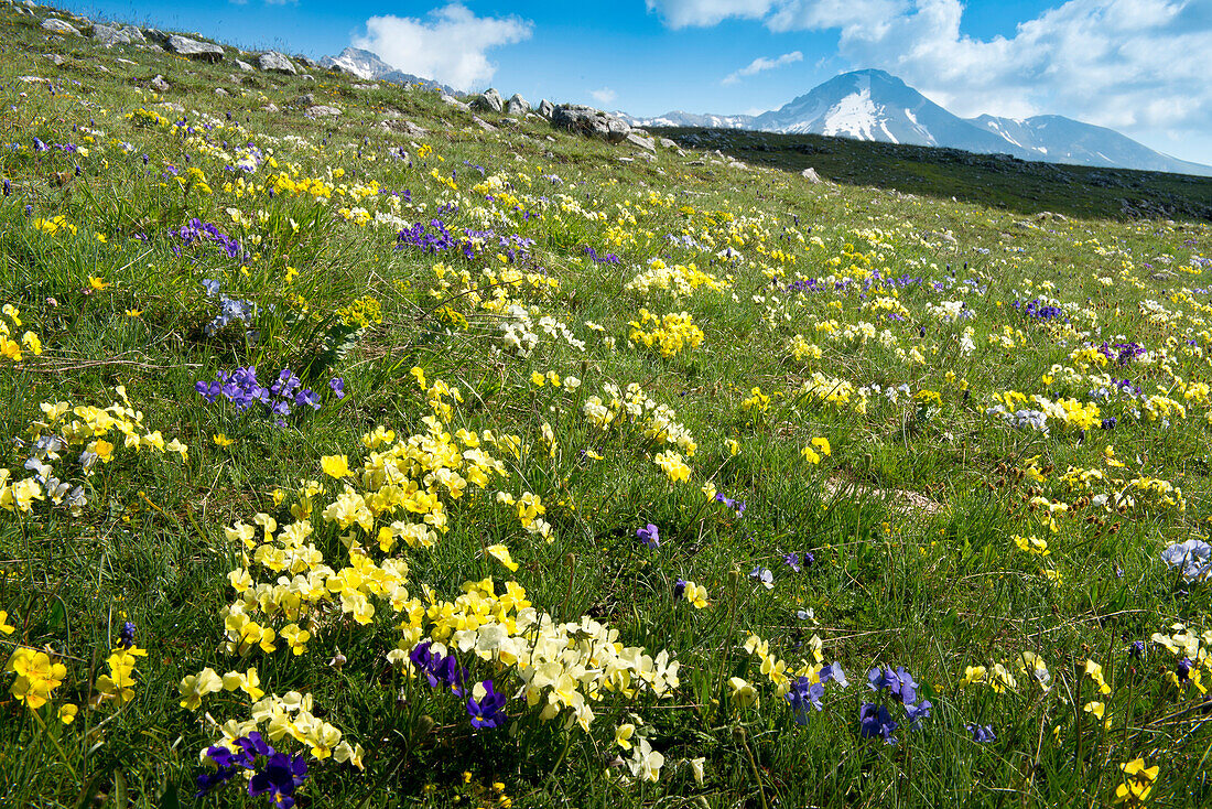 Wild pansies are growing in the alpine mmeadows of the Campo Imperatore