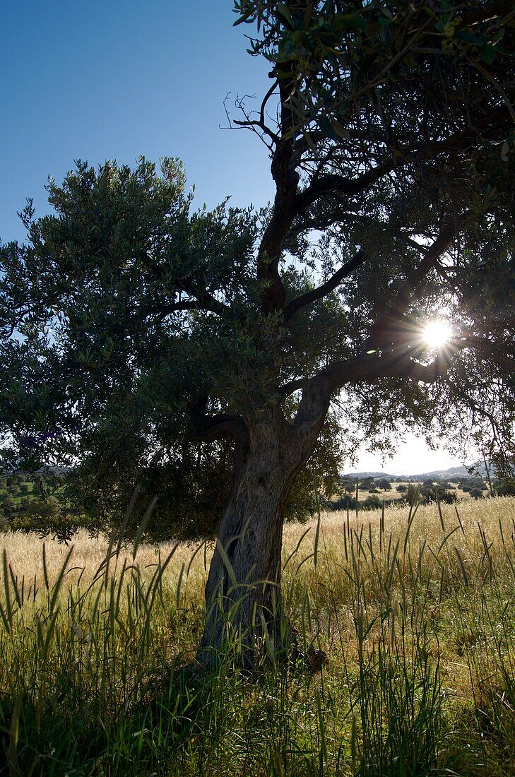 Felder und Olivenbaum im Gegenlicht unterhalb der Kantara Festung, Karpaz Halbinsel, Nord-Zypern