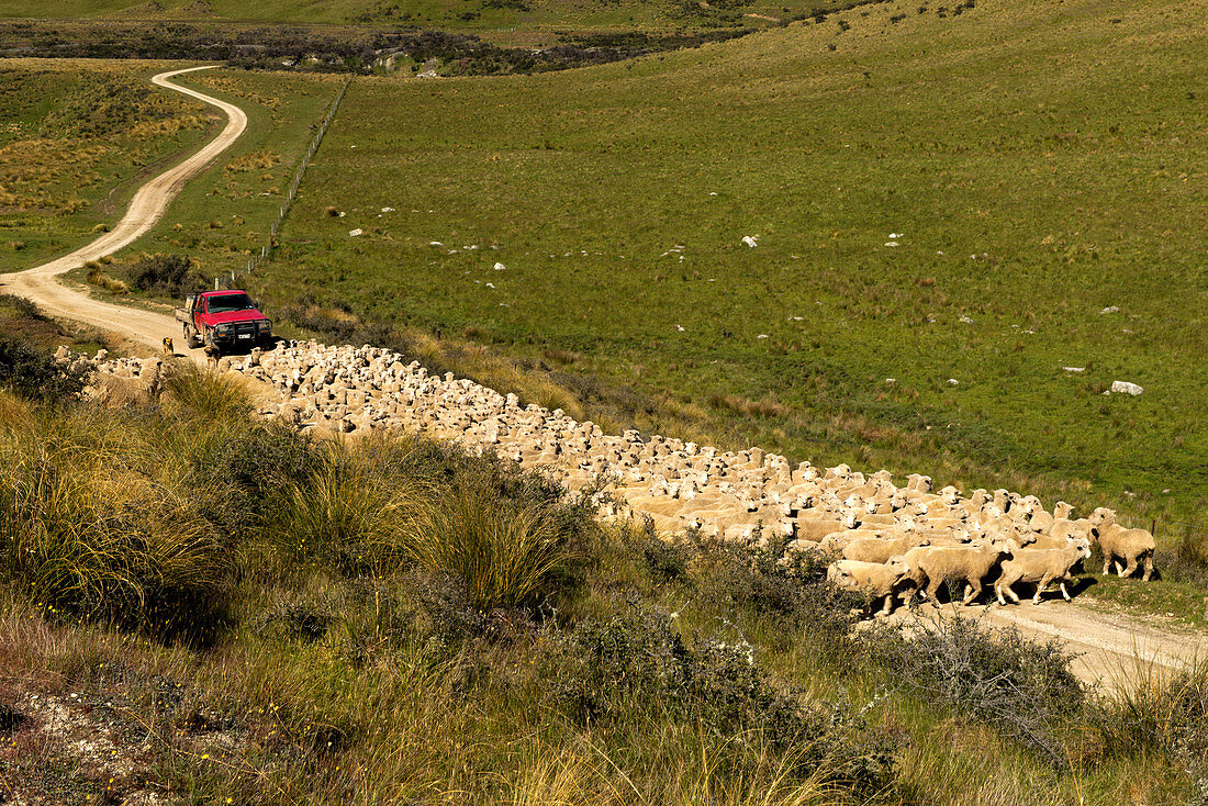 Sheep drive in the mountains of the Hawkdun Range, Otago, South Island, New Zealand