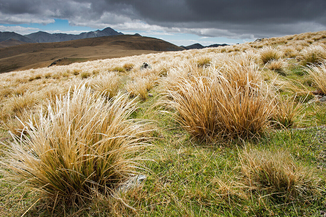 Mit Eis überzogene Tussock Gras in den Höhen der Hawkdun Range, Otago, Südinsel, Neuseeland