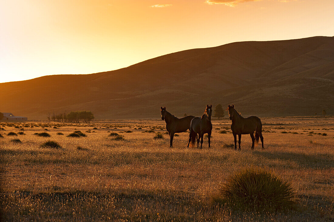 Remote sheep station in the mountains of the Hawkdun Range, Otago, South Island, New Zealand