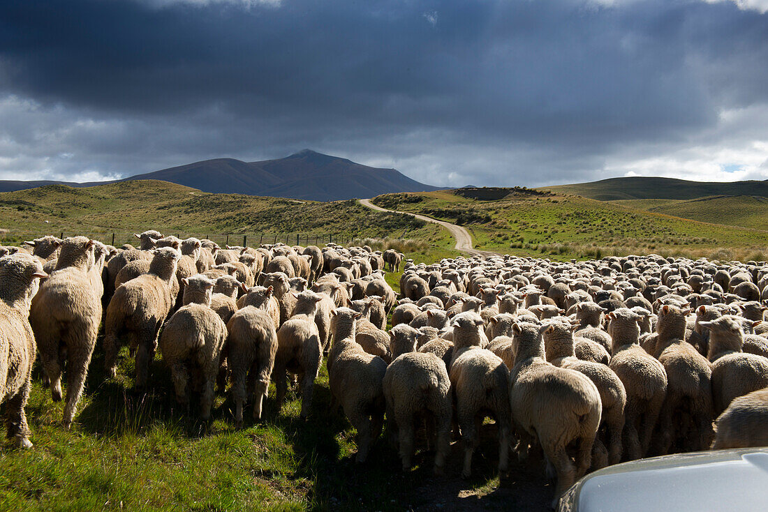 Sheep drive in the mountains of the Hawkdun Range, Otago, South Island, New Zealand