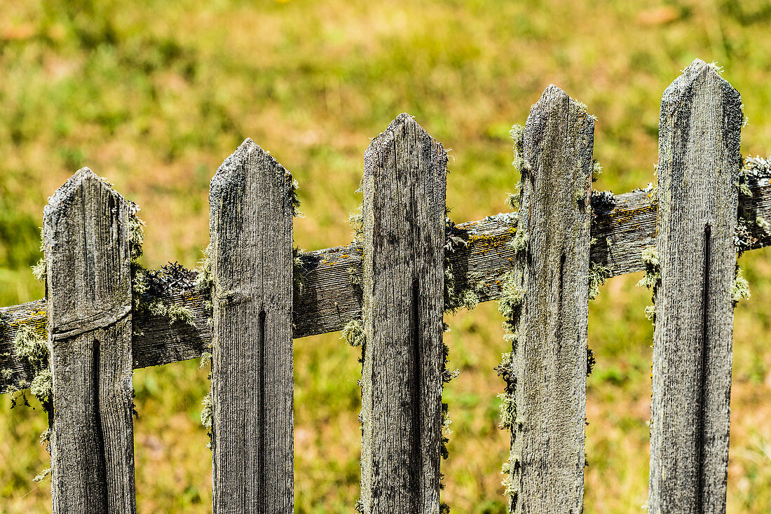 A weather-beaten wooden fence partly overgrown with moss in front of an Alpine meadow, Aldein, South Tirol, Alto Adige, Italy