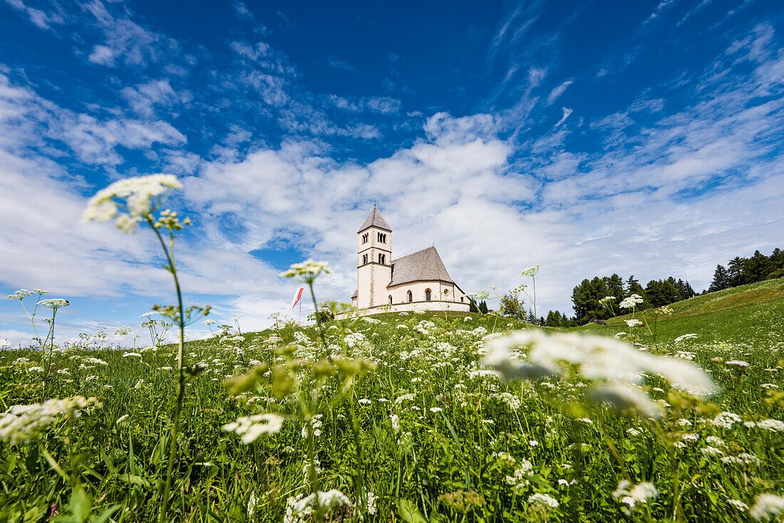 An Alp meadow with yarrow in front of the Saint Wolfgang church, Radein, South Tirol, Alto Adige, Italy