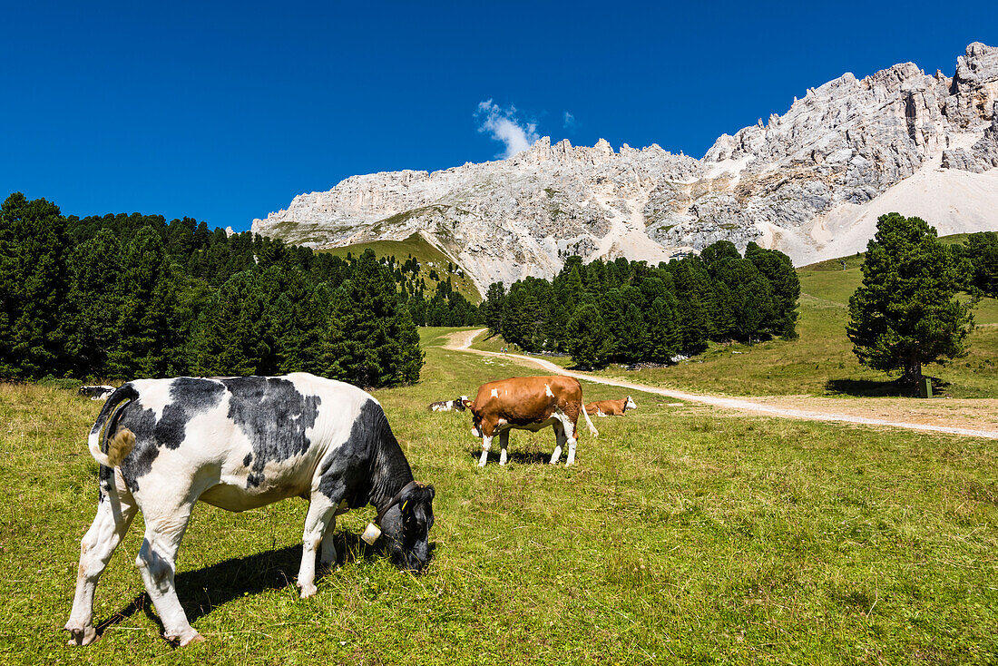 Cows on an Alp meadow in front of the mountain scenery in the Latemar with blue sky, Pampeago, the Dolomites, South Tirol, Alto Adige, Italy