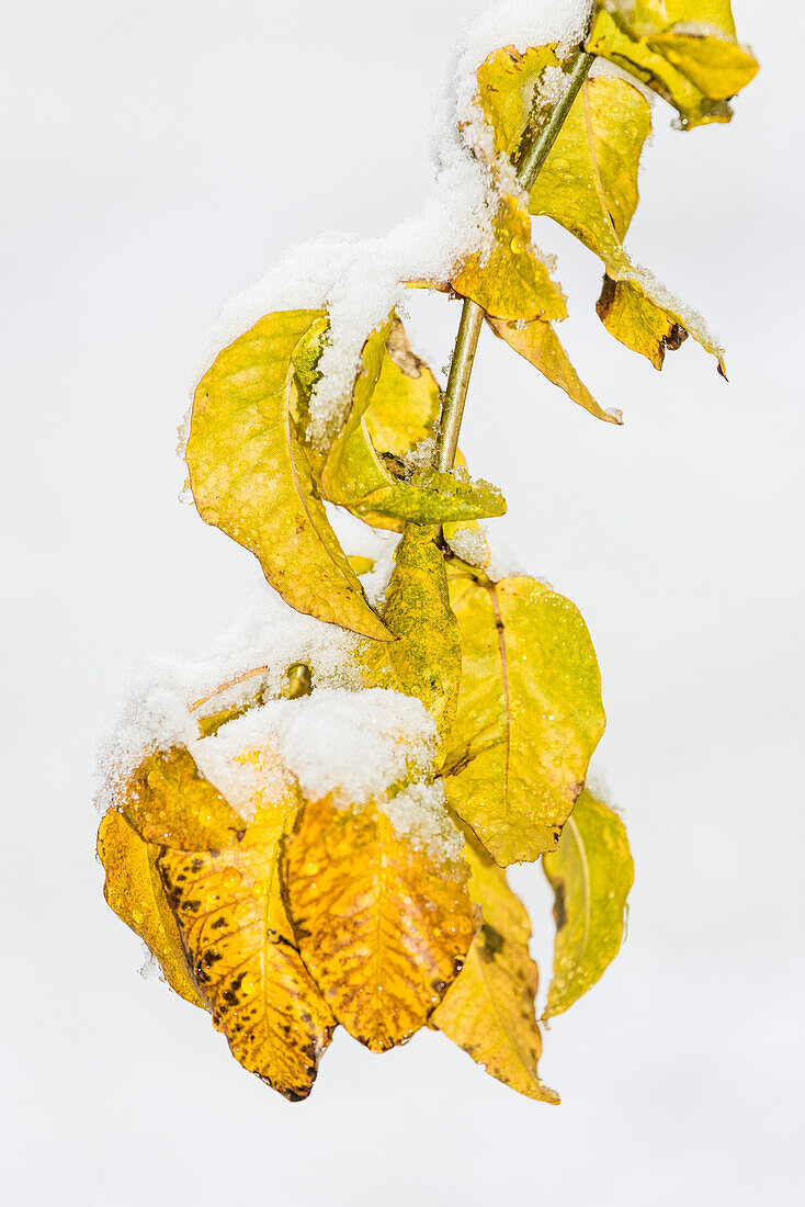 Leaves of a beech tree after the first snow, Radein, South Tirol, Alto Adige, Italy